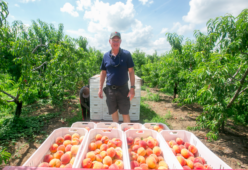 Ontario Tender Fruit and Fresh Grape election results The Grower